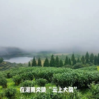 视频丨炎陵云上大院等你来赴一场云端茶旅