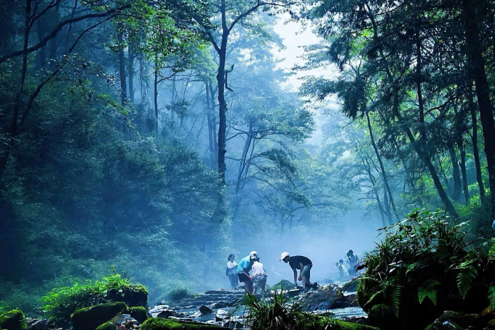 来张家界清凉一夏｜幽峡溪水送凉意 金鞭溪解锁夏日避暑慢时光