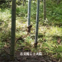 视频丨发现株洲新“凉”机：七瀑一谷一冷杉