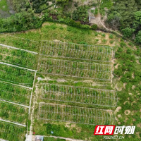 南华学子赴宁乡市巷子口镇扶峰村把脉鲜果产销现存难题