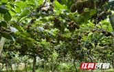 多措并举做强特色果业 古丈县红石林镇2500余亩猕猴桃静待丰收