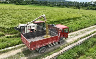 抢收抢烘保种源 靖州三系杂交水稻制种颗粒归仓