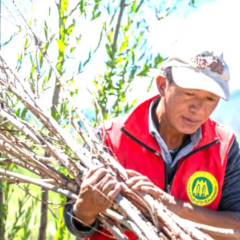 西藏南木林:昔日荒河滩今时富绿洲