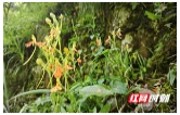 道县：珍稀野生植物“飞机兰”现身洪塘营瑶族乡