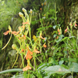 道县:珍稀野生植物“飞机兰”现身洪塘营瑶族乡