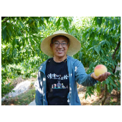 四兄弟三十年种成“花果山”,辰溪万亩黄桃铺就振兴路