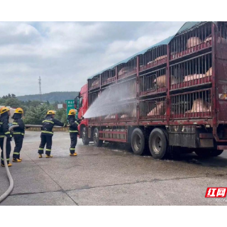高温酷暑生猪高速中暑衡山消防紧急施救降温