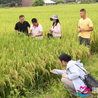 湘潭县种植类科技特派员服务一团组团服务 深入基层助力农业产业发展