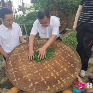 湘潭县开展全省茶叶精制大赛赛前实操练兵培训