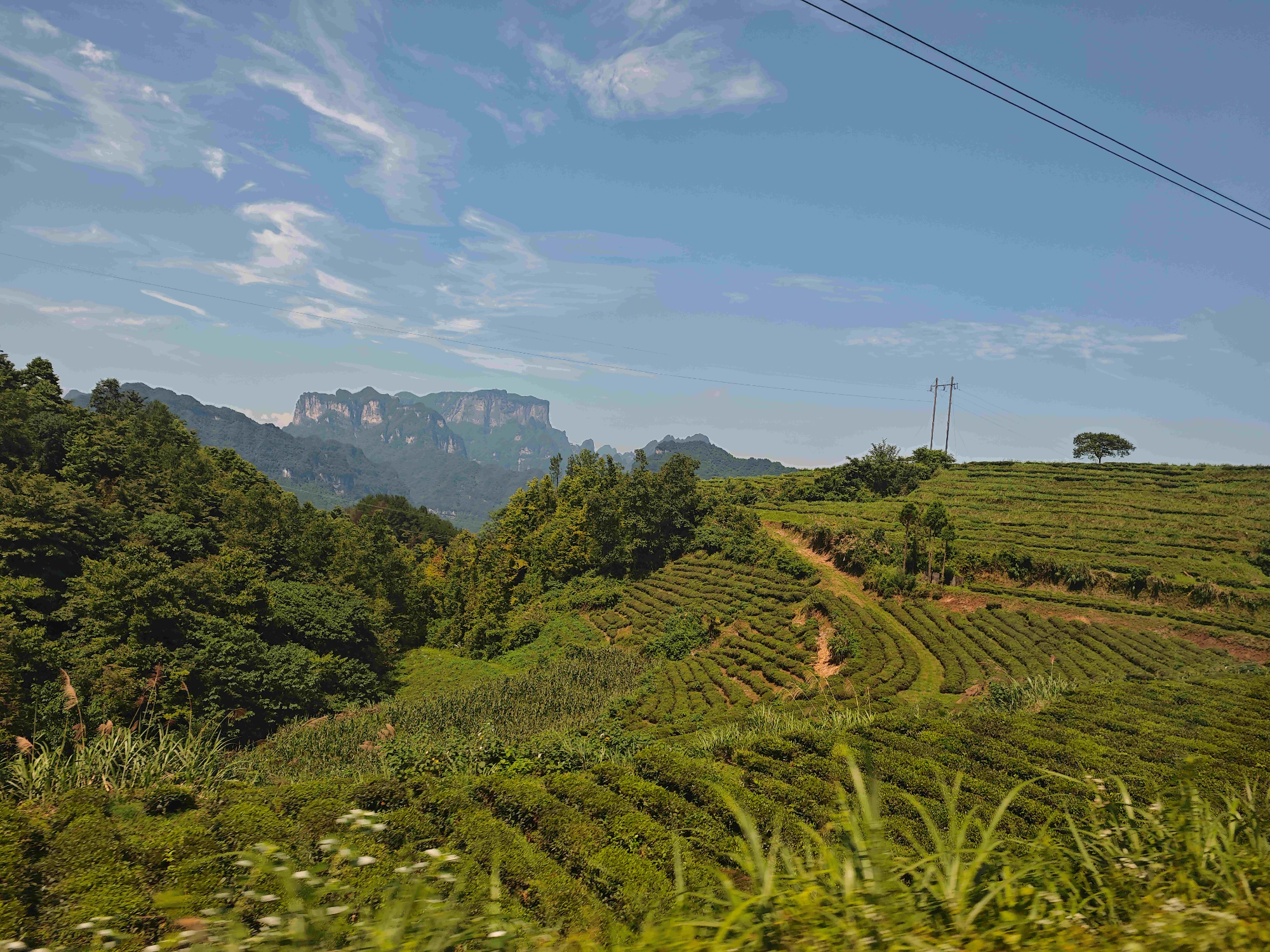 深挖茶山隐形价值，为乡村文旅发展注入新动能——青年学子走进张家界一碗水村 