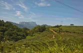 深挖茶山隐形价值，为乡村文旅发展注入新动能——青年学子走进张家界一碗水村 