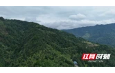 中方县蒿吉坪瑶族乡试种天麻赋能乡村振兴