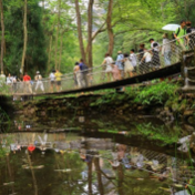 来张家界清凉一夏|张家界国家森林公园:暑期旅游人气旺(组图)