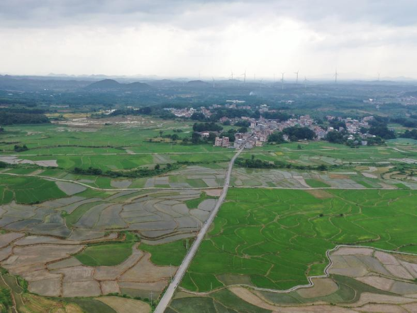 江永：夏收夏种无缝衔接 稻田“插”满新希望