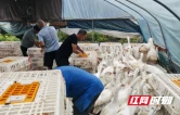 中方县：大白鹅迎来出栏旺季 生态养殖助力产业提质