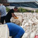 中方县：大白鹅迎来出栏旺季 生态养殖助力产业提质