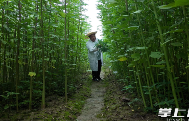 全球麻类资源最丰富的研发中心，竟然就在长沙