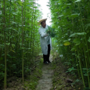 全球麻类资源最丰富的研发中心,竟然就在长沙