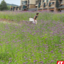 怀化城北绿地共享空间，百余亩马鞭草盛情绽放