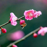 芙蓉·诗歌丨陈敏华:一粒花苞正奔向春天的奔雷