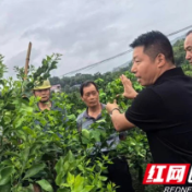 慈利县杨柳铺乡荷叶村:柑橘产业提质升级,助力乡村全面振兴