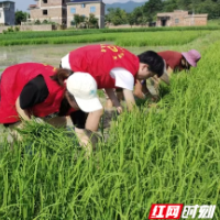 湘潭大学文心栗乡实践团赴板利元村开展田间实践、观影服务活动