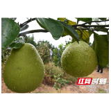 科研如何重塑一颗油茶果的价值链丨湖南经济微观察⑫