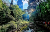 来张家界清凉一夏｜金鞭溪：幽谷清泉纳凉，解锁山野躺平康养慢时光