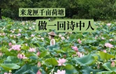 享“趣”茶陵②丨来龙匣千亩荷塘，做一回诗中人