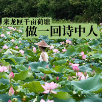 享“趣”茶陵②丨来龙匣千亩荷塘，做一回诗中人