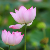 组图丨荷赴夏约,池满清芳