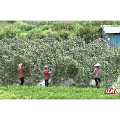 宜章县：退役军人返乡创业 小豆角铺就乡村振兴共富路