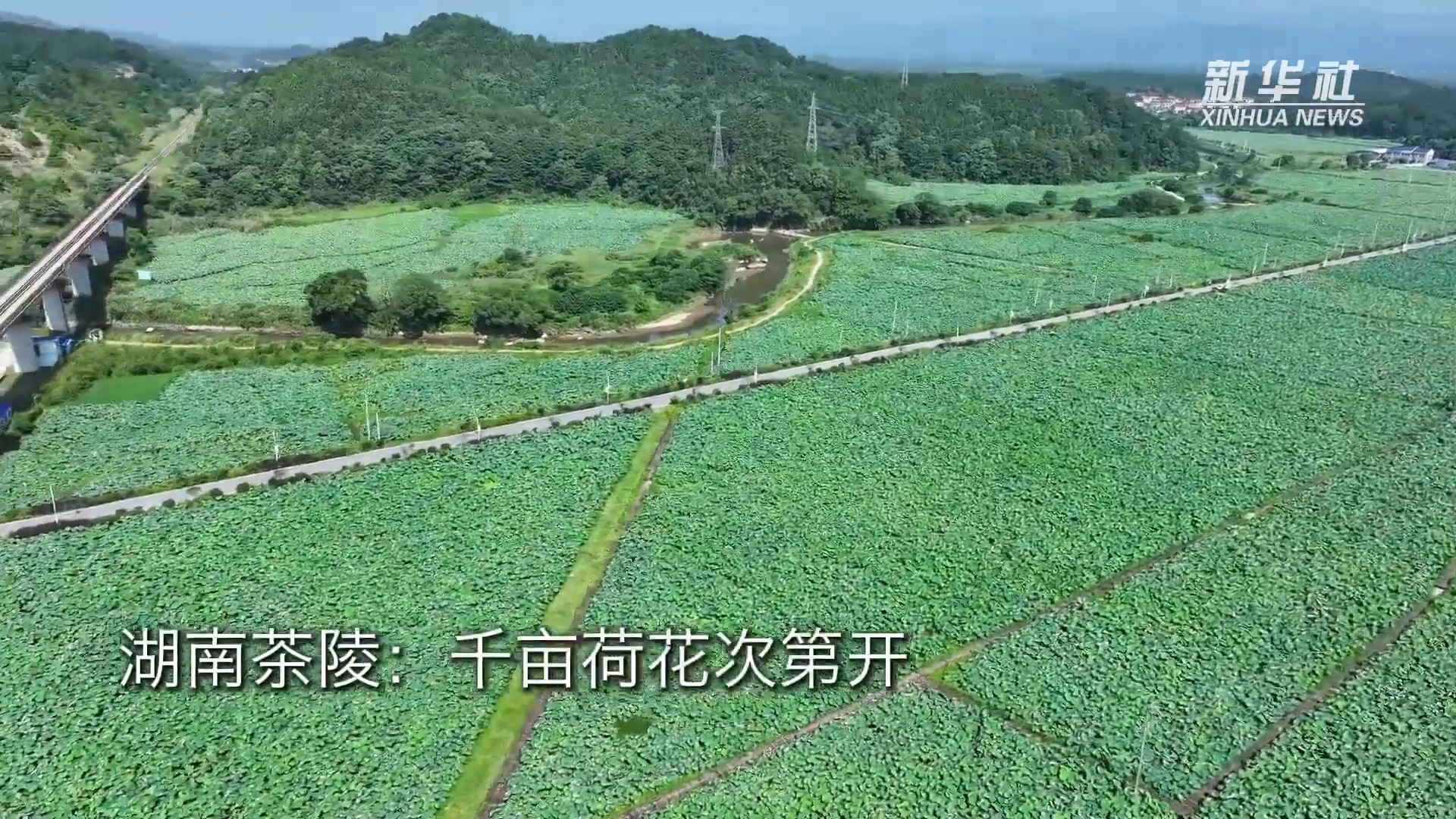 茶陵:千亩荷花次第开