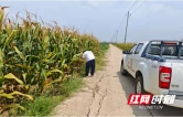 人保财险君山支公司：深入田间查勘玉米 护航秋粮丰收
