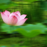 芙蓉·小说丨阿舍:我们离你有多远