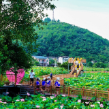 瓦窑团寨:这里的荷花会“撩人”,这里的油茶会“留人”