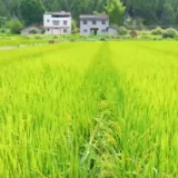 秋粮播种面积预计稳中略增 各地强化田管夯实丰收基础