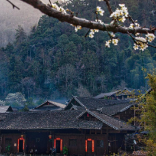 生态文学丨龙起凤:去看一棵树