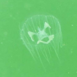“水中大熊猫”桃花水母现身衡山县九观桥水库 生态水质再获“活认证”