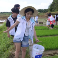 湖南信息学院“行之青年”下田插秧:把课堂搬进水田,把耕读种进大地