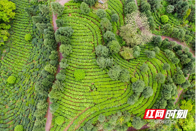 沅陵县清浪乡碣滩茶园。彭馨仪 摄影.jpg