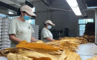 江永：绿叶化作黄金叶 烤烟开秤迎丰收