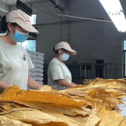 江永：绿叶化作黄金叶 烤烟开秤迎丰收