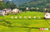 湖南桑植：山上山下巧置换 汛旱并防稳“粮安”