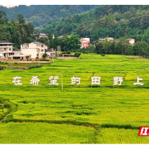 湖南桑植:山上山下巧置换 汛旱并防稳“粮安”