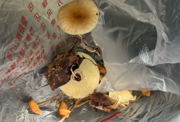 “经AI认证为无毒”，一人吃完野蘑菇进了ICU