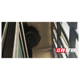 “清蜂侠”火速出征!桃江蓝天救援队5分钟摘除隐患