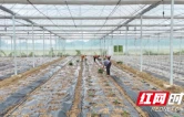 衡山：秋延后辣椒种植忙 40天抢“鲜”上市供应至年底