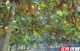 金融活水润果园 邮储银行永顺县支行信贷赋能猕猴桃特色产业发展
