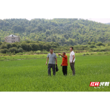 苏仙区:靶向监督护航 百亩抛荒田“换新装”